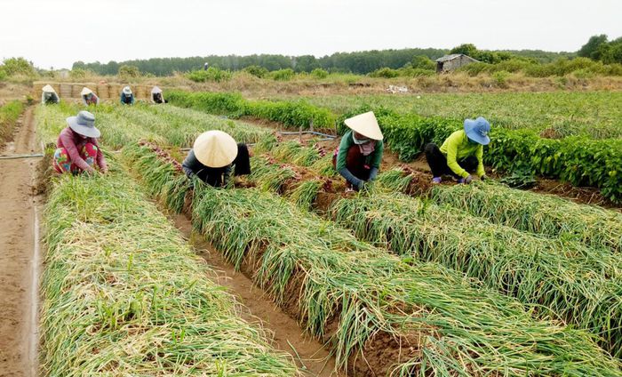 Nông dân Sóc Trăng lỗ nặng vì hành tím được mùa