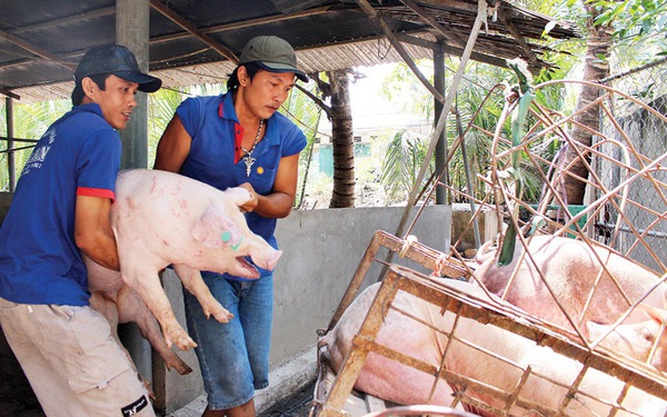 Giá heo hơi hôm nay 4/6/2021: Có nơi tăng 3.000 đồng/kg