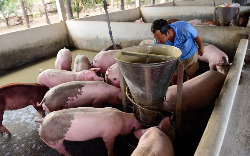 Giá heo hơi hôm nay 6/6/2021: Biến động từ 1.000 - 3.000 đồng/kg