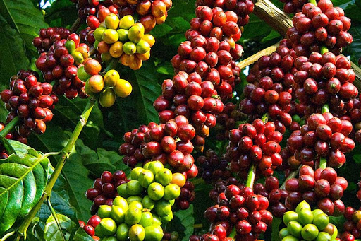 Giá nông sản hôm nay 7/6/2021: Cà phê trụ vững ở mức cao, tiêu tiếp tục tăng