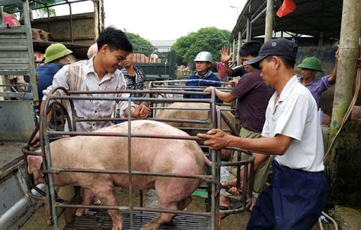 Giá heo hơi hôm nay 13/6/2021: Bộ NN&PTNT dự báo giá heo sẽ tăng?