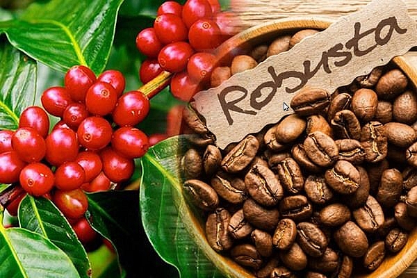 Giá nông sản hôm nay 21/6/2021: Cà phê tiếp tục tăng, tiêu giảm nhẹ