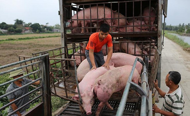 Giá heo hơi hôm nay 29/6/2021: Biến động 1.000 - 8.000 đồng/kg