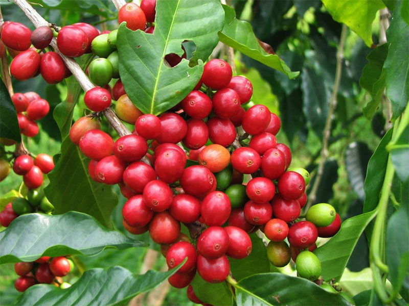 Giá nông sản hôm nay 30/6/2021: Cà phê quay đầu giảm, tiêu cao nhất đạt 76.500 đồng/kg
