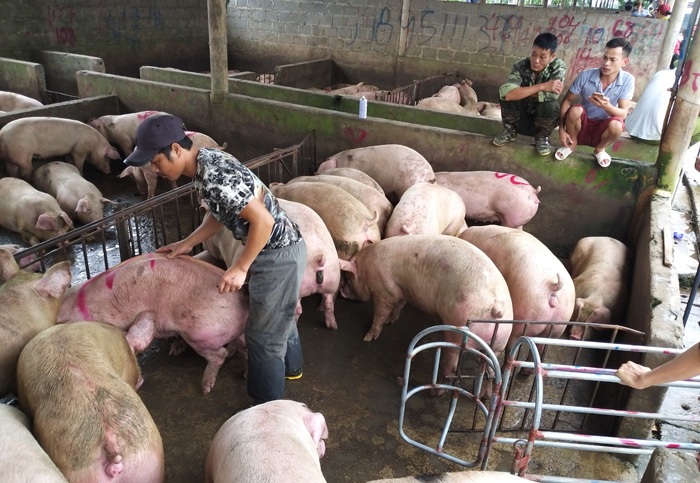 Giá heo hơi hôm nay 2/7/2021: Nguyên nhân giá heo hơi giảm mạnh?