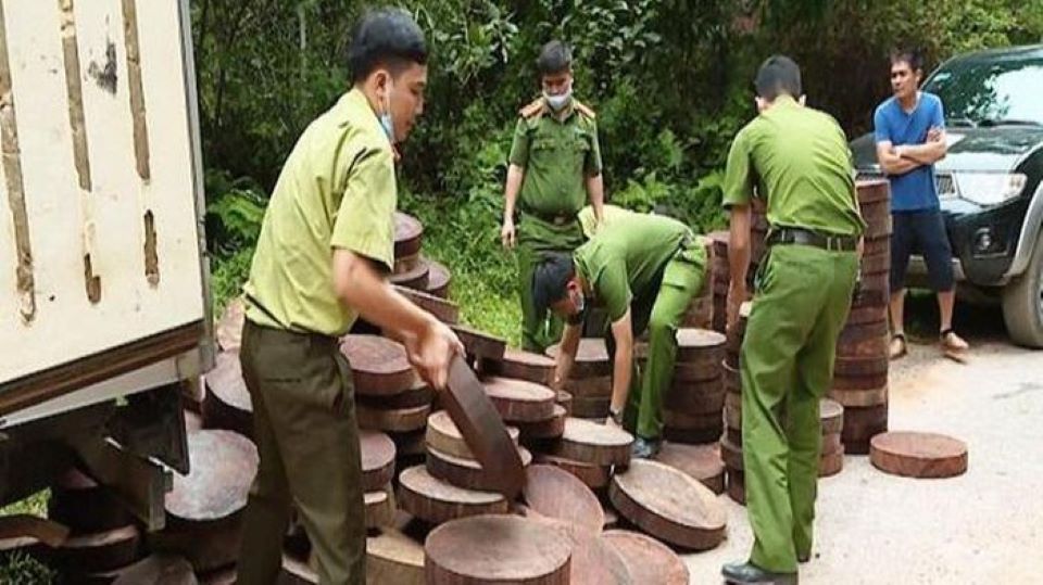 Hà Giang bắt giữ gần 300 khúc gỗ nghiến chưa rõ nguồn gốc