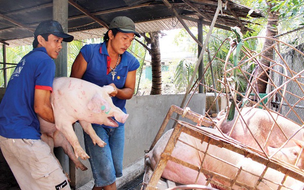 Giá heo hơi hôm nay 7/7/2021: Có nơi tăng 1.000 - 2.000 đồng/kg