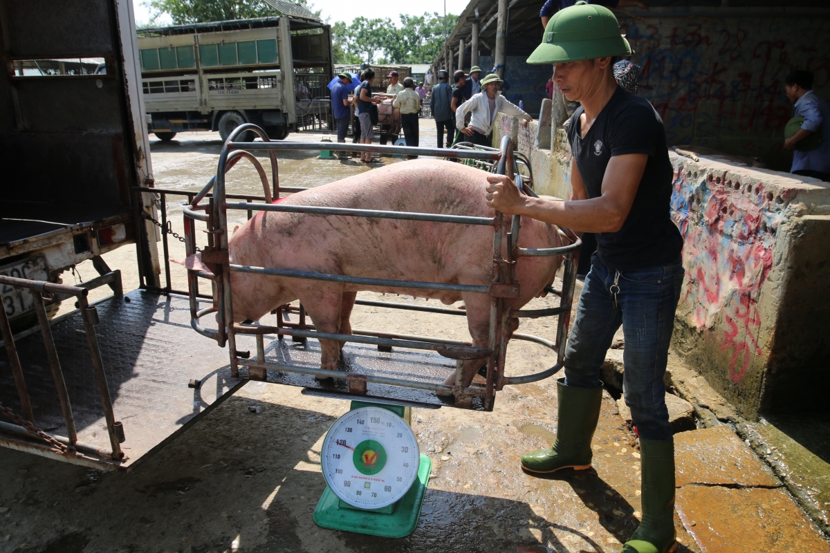 Giá heo hơi ngày 11/7/2021: Người chăn nuôi lao đao vì giá heo chạm đáy?