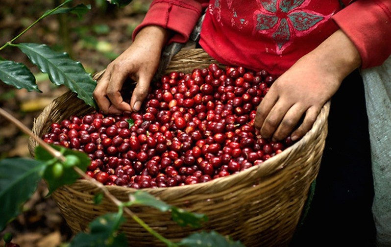 Giá nông sản ngày 12/7/2021: Cà phê quay đầu giảm, tiêu cao nhất 75.500 đồng/kg