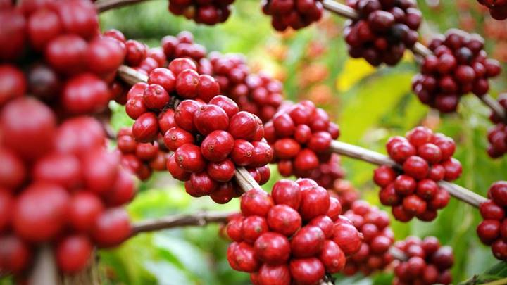 Giá nông sản ngày 13/7/2021: Cà phê cao nhất 36.500 đồng/kg, tiêu giảm nhẹ