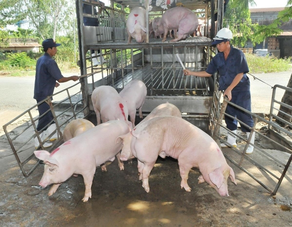 Giá heo hơi ngày 17/7/2021: Dịch Covid-19 được kiểm soát, thị trường tiêu thụ tăng sẽ đẩy giá heo đi lên?