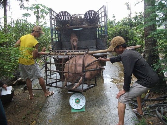 Giá heo hơi ngày 29/7/2021: Người nuôi “đứng ngồi không yên” vì giá bán thấp hơn giá thành?