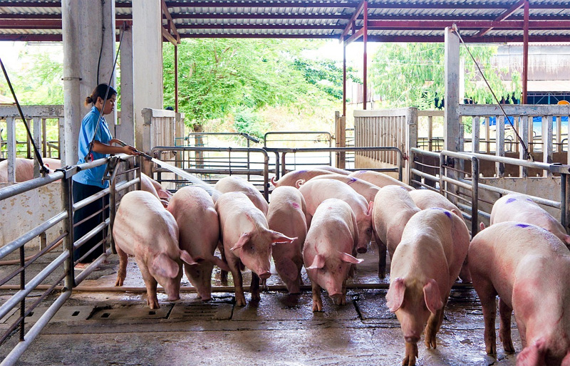 Giá heo hơi ngày 5/8/2021: Dưới giá thành sản xuất, hộ chăn nuôi có bỏ cuộc chơi?