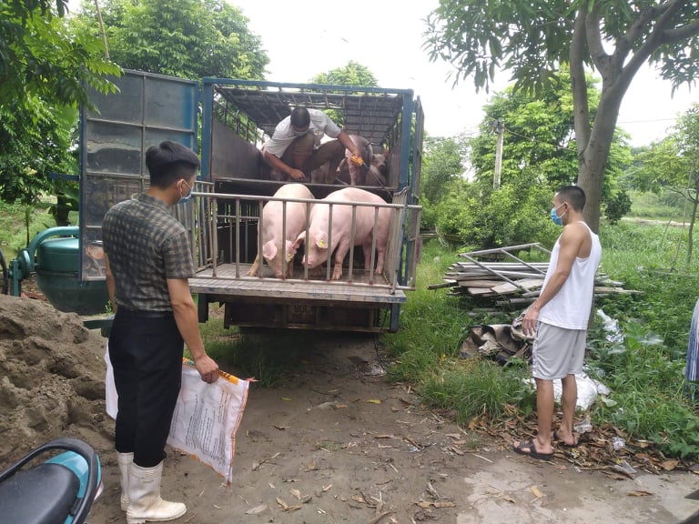 Giá heo hơi ngày 3/9/2021: Tiếp tục giảm, người nuôi “thắt ruột” bán lỗ