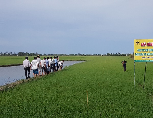 Giải pháp canh tác lúa thông minh trên đất phèn đem lại hiệu quả cao