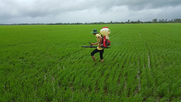 Giải pháp canh tác lúa thông minh trên đất phèn đem lại hiệu quả cao