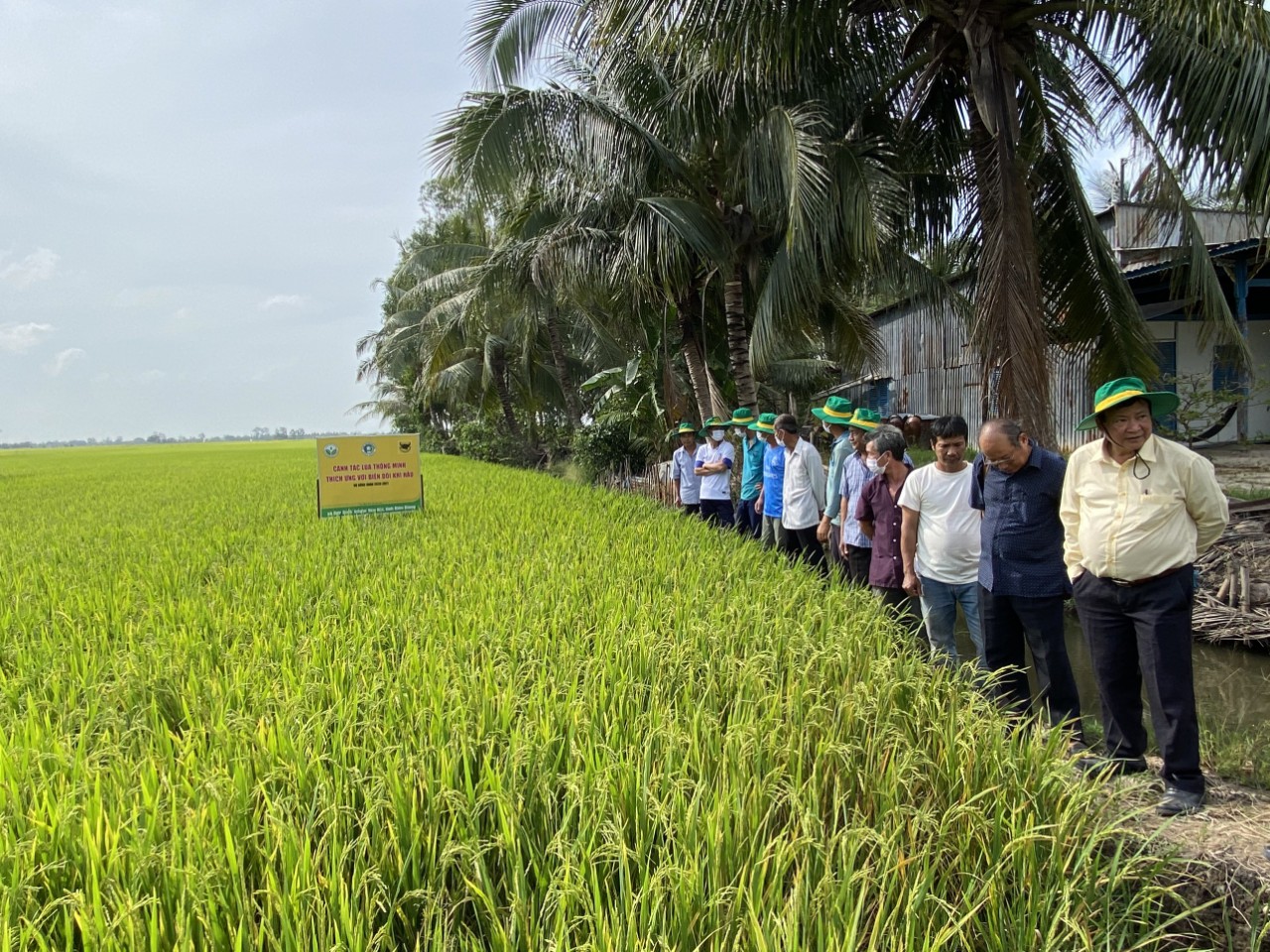 Giải pháp canh tác lúa thông minh cho vùng đất nhiễm mặn đạt hiệu quả cao