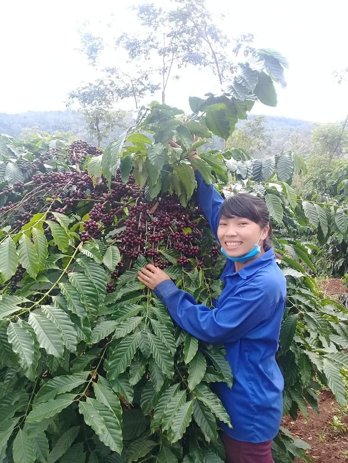 Giá nông sản ngày 29/9/2021: Cà phê tăng 300 - 400 đồng/kg, tiêu đi ngang