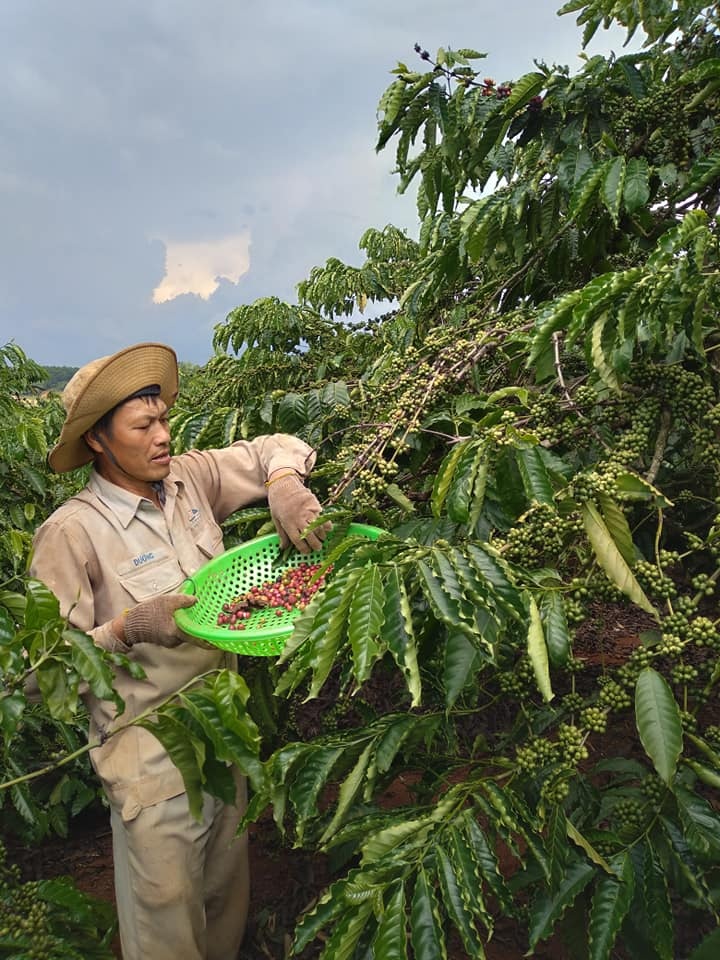 Giá nông sản ngày 1/10/2021: Cà phê cao nhất 40.200 đồng/kg, tiêu đi ngang