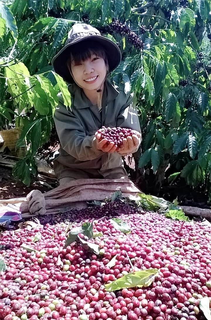 Giá nông sản ngày 7/10/2021: Cà phê phục hồi, tiêu tăng 500 - 1.000 đồng/kg