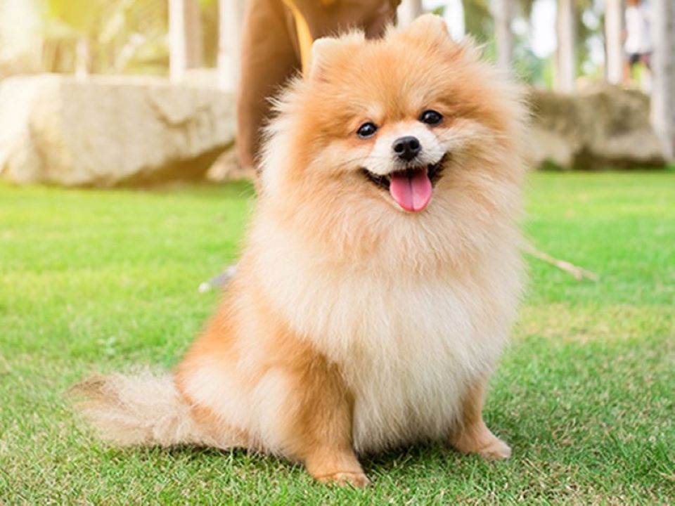 Con người có thể bị lây Covid-19 từ chó mèo?