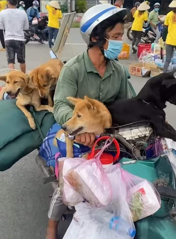 Cà Mau yêu cầu báo cáo việc tiêu hủy 15 con chó người dân mang từ Long An về