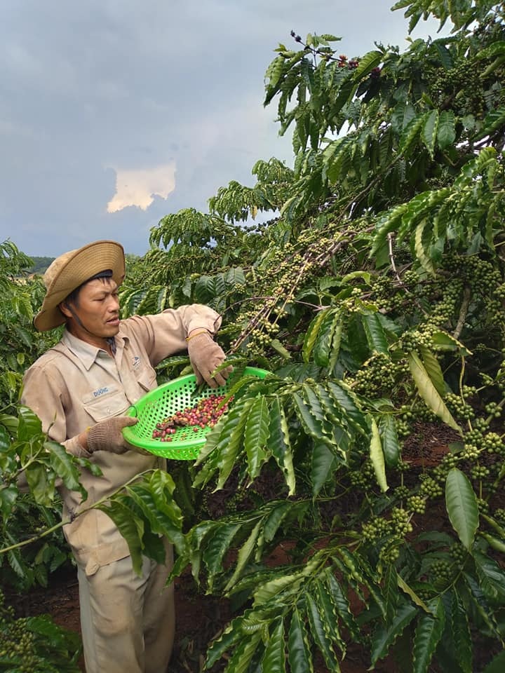Giá nông sản ngày 8/11/2021: Cà phê cao nhất 40.700 đồng/kg, tiêu dự báo tăng mạnh
