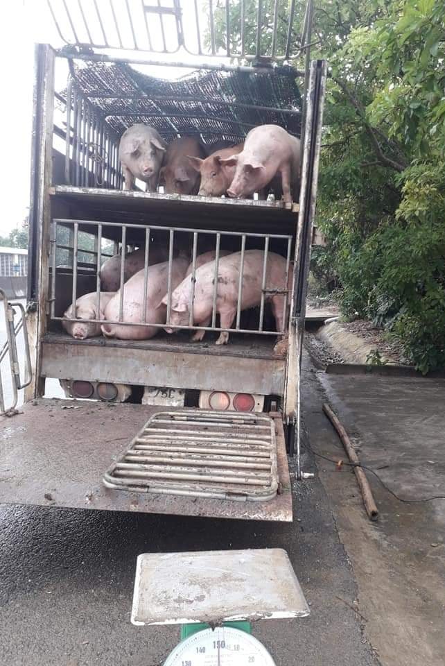 Giá heo hơi ngày 25/11/2021: Đồng loạt tăng giá ở miền Trung và Tây nguyên 