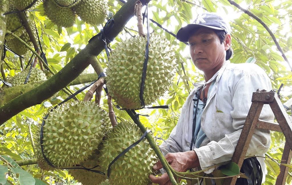 Phân bón hữu cơ cao cấp OM CAMAU: Giúp đất giàu - cây khỏe