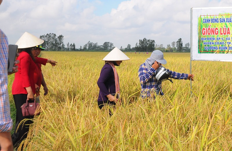 Bảo hộ thương hiệu “Gạo ngon nhất thế giới” của ông Hồ Quang Cua