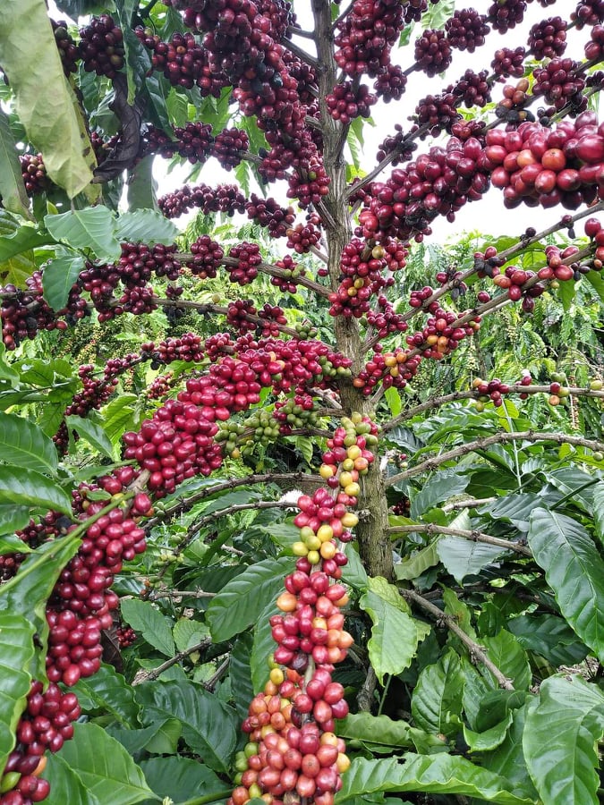Giá nông sản ngày 31/12/2021: Dự báo giá cà phê và hồ tiêu tiếp tục tăng?
