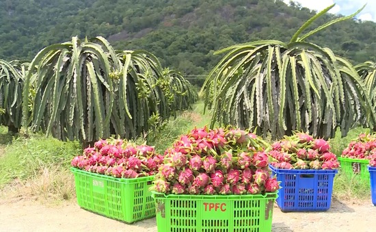 Tiêu dùng trong tuần (từ 21-27/3/2022): Giá thanh long, dưa hấu... tăng mạnh 