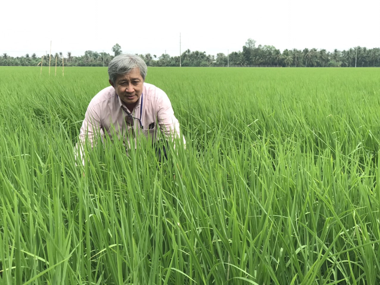 “Canh tác lúa thông minh” phải xem là quy trình sản xuất lúa cho toàn vùng và cả nước