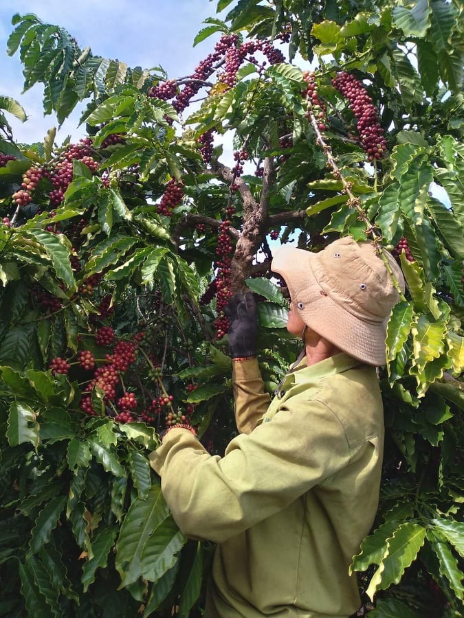 Giá nông sản ngày 30/3/2022: Cà phê tiếp tục đi ngang, tiêu cao nhất 80.000 đồng/kg