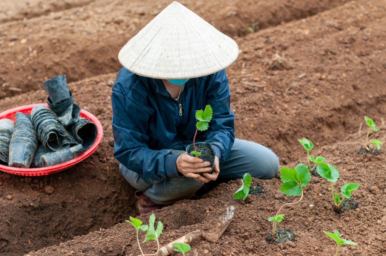 Chàng kỹ sư lập trình Đức bén duyên với nông nghiệp hữu cơ Việt Nam