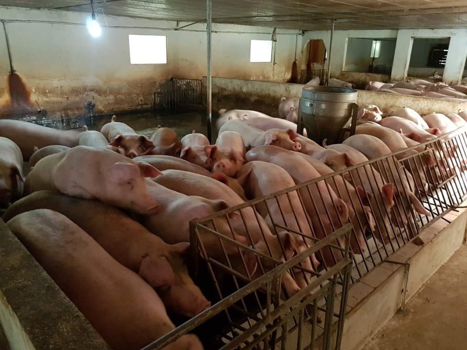 Giá heo hơi ngày 5/5/2022: Bất ngờ tăng ở nhiều nơi
