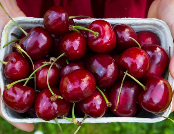 Cách lựa chọn và bảo quản quả cherry