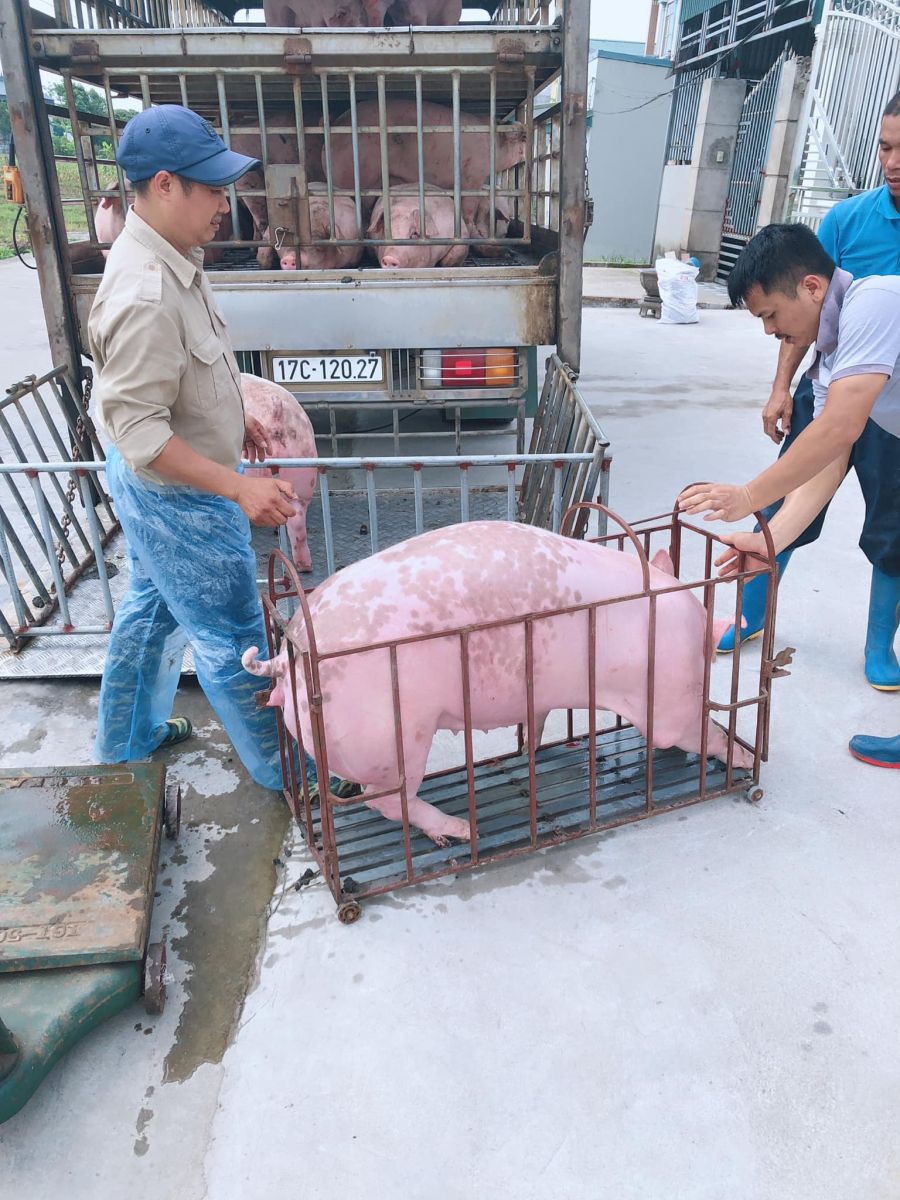 Giá heo hơi ngày 13/5/2022: Heo hơi đạt mức giá cao nhất kể từ đầu năm 2022