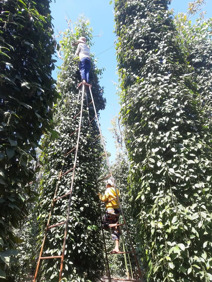 Giá nông sản ngày 21/5/2022: Cà phê và hồ tiêu đồng loạt giảm