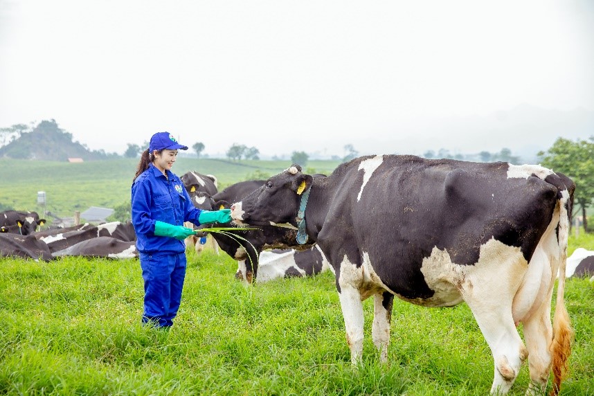 Thiên đường sữa trên thảo nguyên xanh Mộc Châu - dự án “khủng” của 2 ông lớn ngành sữa