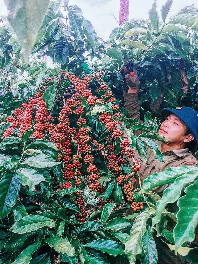 Giá nông sản ngày 24/6/2022: Cà phê quay đầu giảm, tiêu cao nhất 73.500 đồng/kg