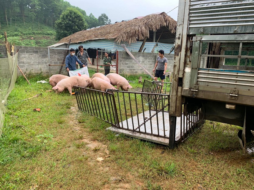 Giá heo hơi ngày 3/7/2022: Biến động từ 1.000 - 5.000 đồng/kg