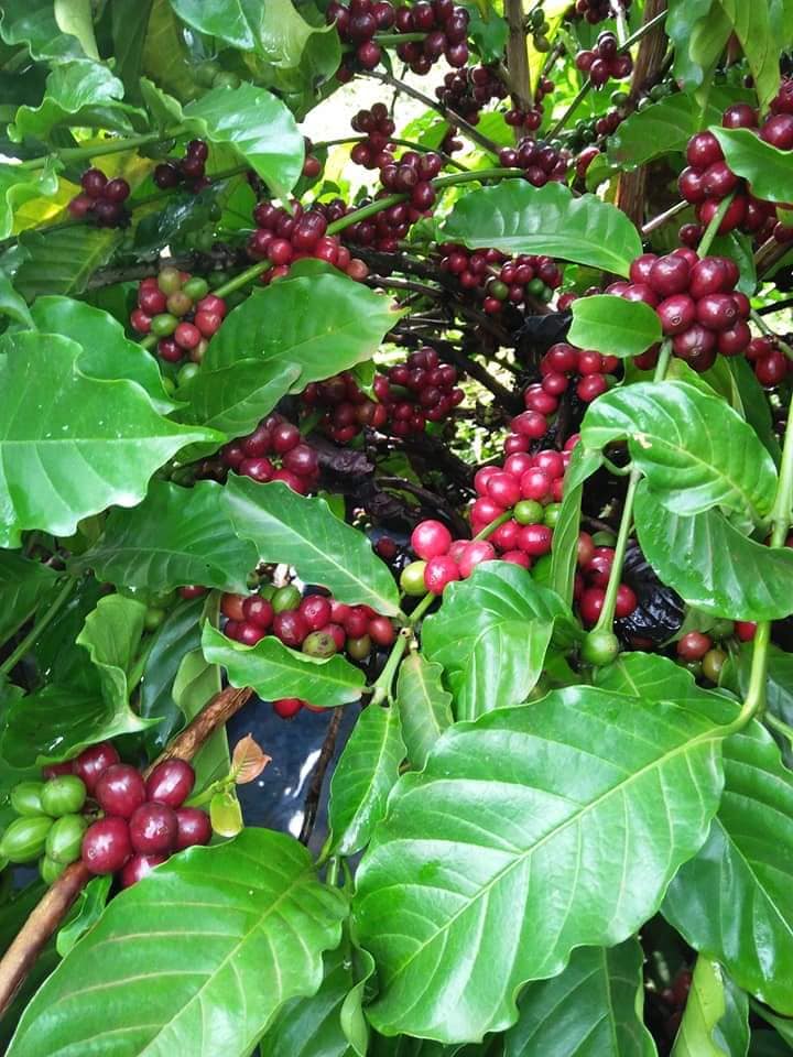 Giá nông sản ngày 23/9/2022: Cà phê đồng loạt tăng, tiêu trụ vững ở mức cao