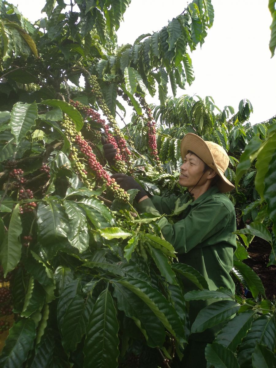 Giá nông sản ngày 7/11/2022: Cà phê đạt 41.300 đồng/kg, tiêu trụ vững mức cao