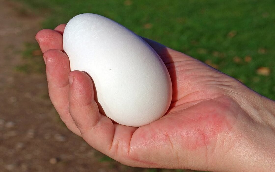 Tại sao ăn trứng ngỗng tốt cho phụ nũ mang thai