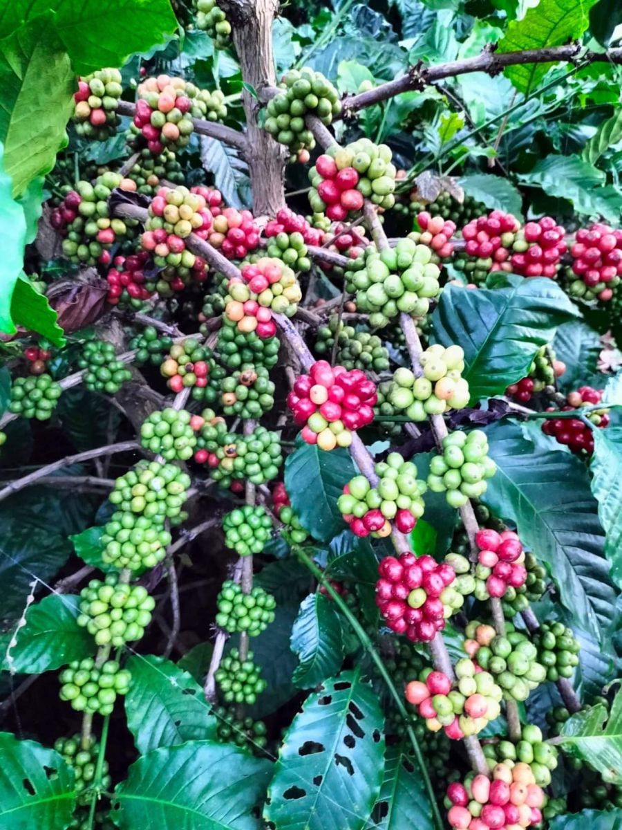 Giá nông sản ngày 27/12/2022: Arabica tăng nhẹ, tiêu đạt 59.500 đồng/kg