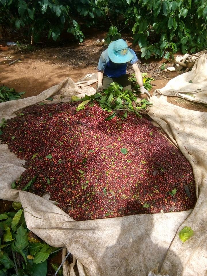 Giá nông sản ngày 15/1/2023: Cà phê tăng 1.500 đồng/kg, tiêu giảm nhẹ