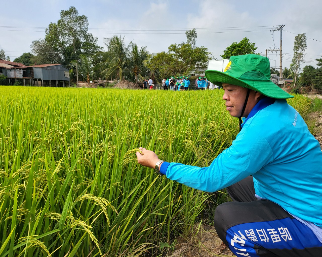 Phân bón 2 Phong giúp nông dân tối ưu lợi nhuận