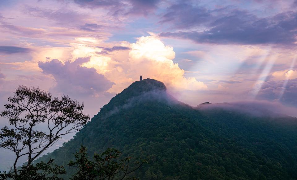 “Thần dược” trà hoa vàng Ba Vì nguy cơ tuyệt chủng