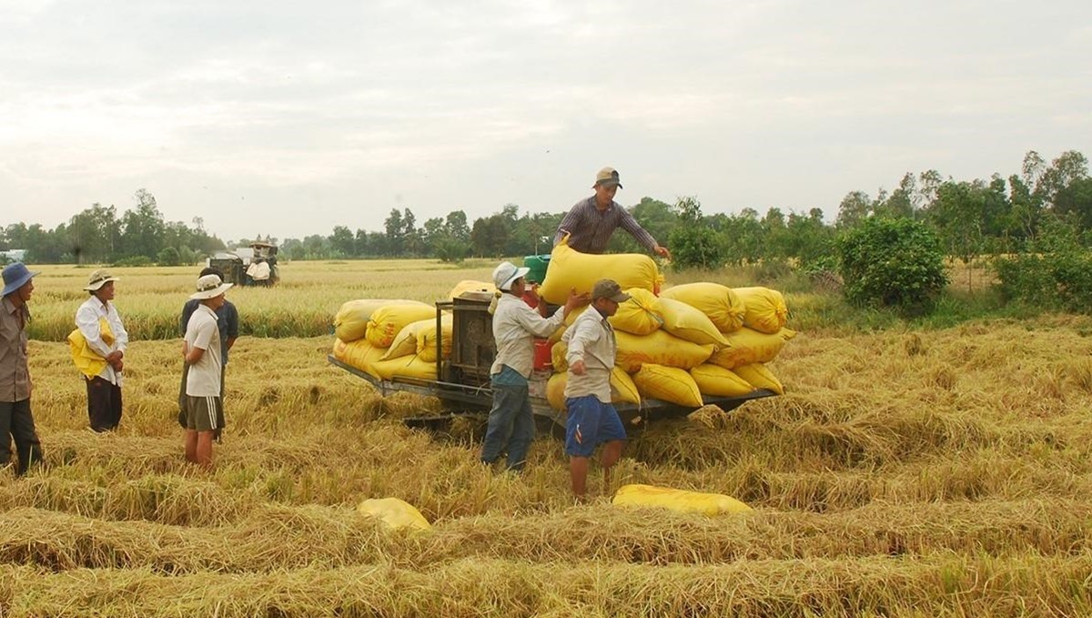 Giá gạo xuất khẩu của Việt Nam cao nhất 2 năm qua